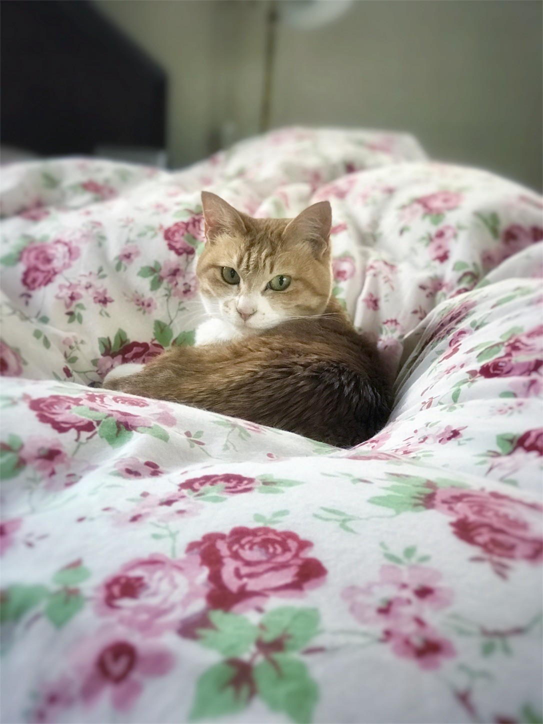 f:id:dollyosaka:20180514162929j:image