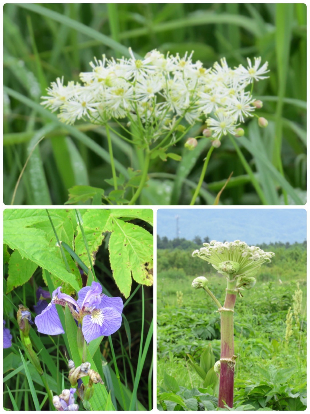 f:id:dollyosaka:20180627065907j:image