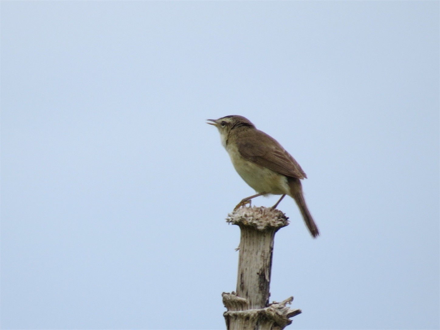 f:id:dollyosaka:20180627065923j:image