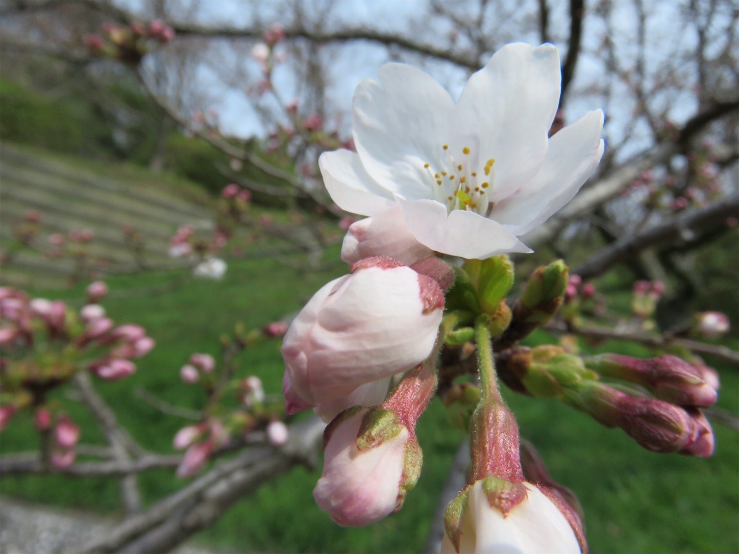 f:id:dollyosaka:20190329184842j:image