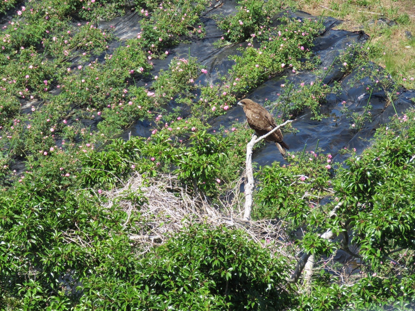 f:id:dollyosaka:20190523173213j:image