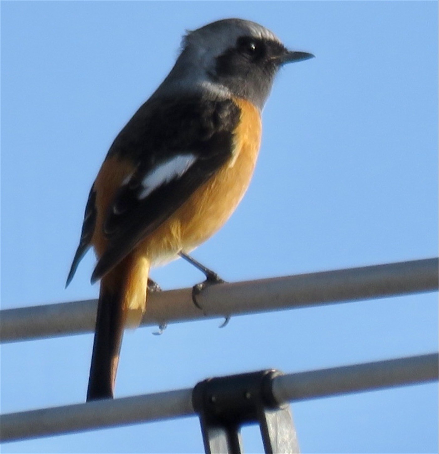 f:id:dollyosaka:20201118213206j:image