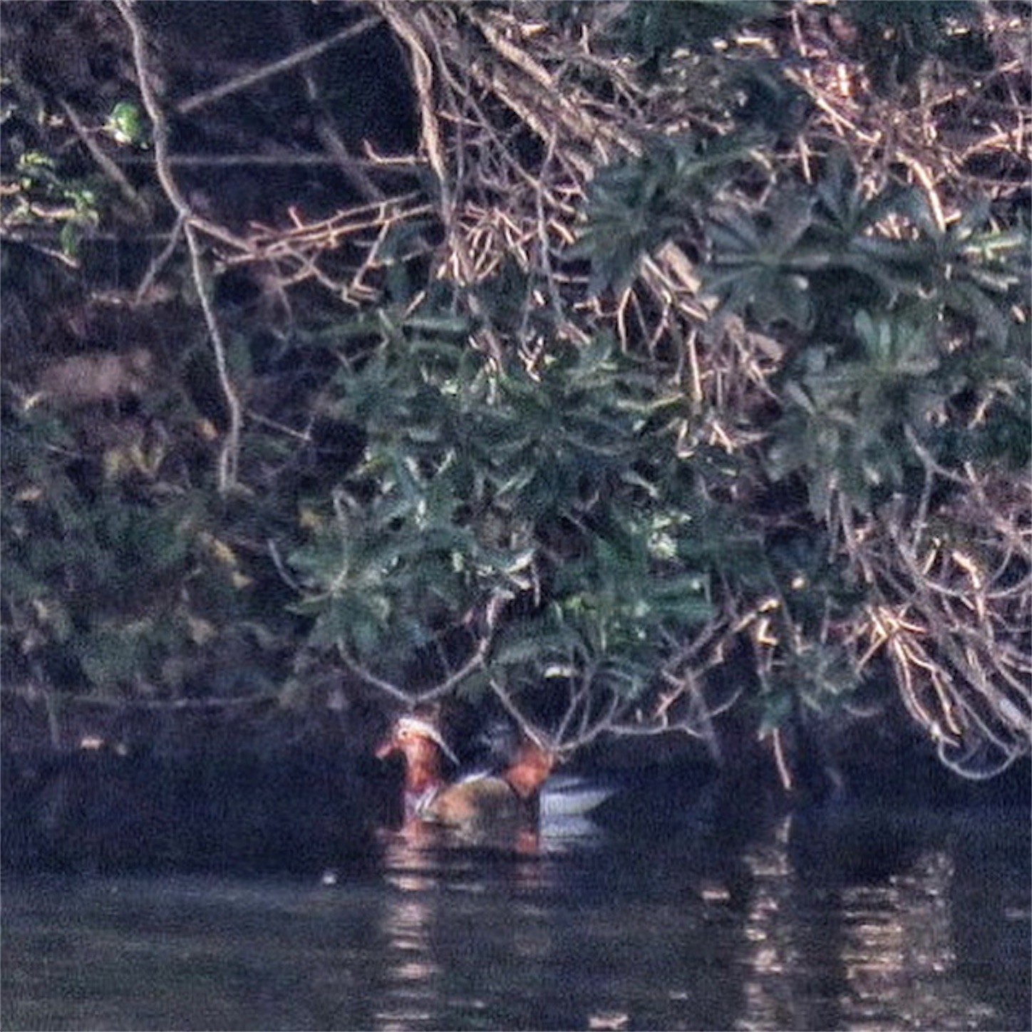 f:id:dollyosaka:20210126145830j:image