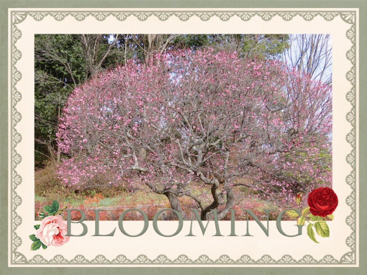 f:id:dollyosaka:20210126150747j:image