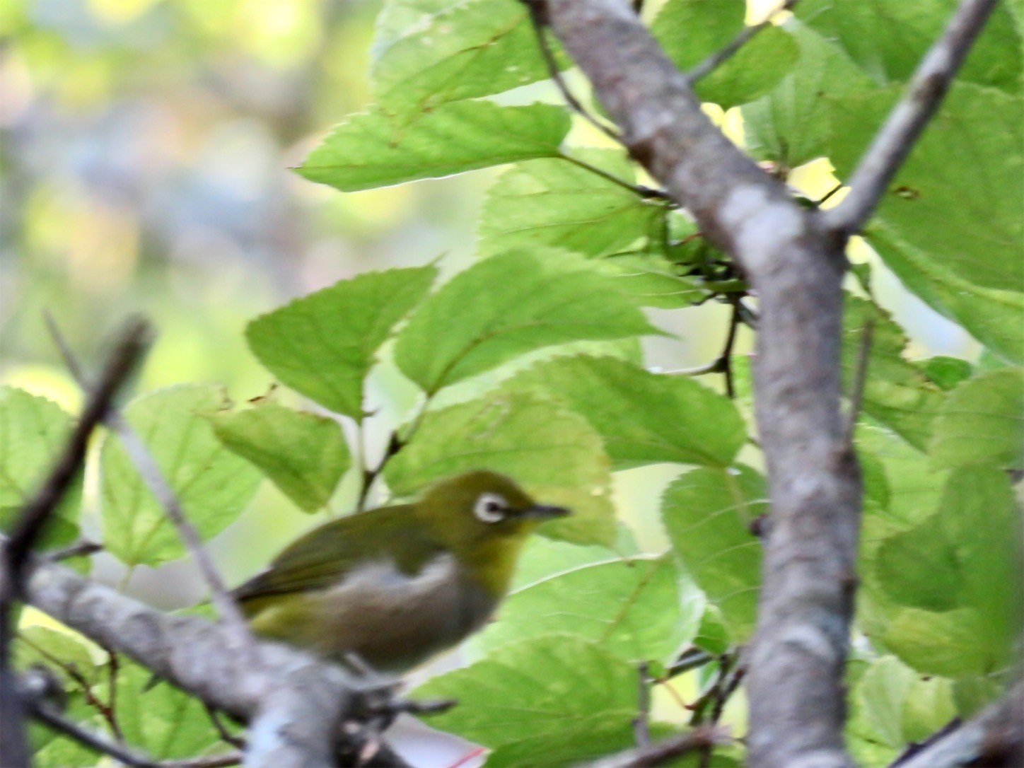 f:id:dollyosaka:20221002162956j:image