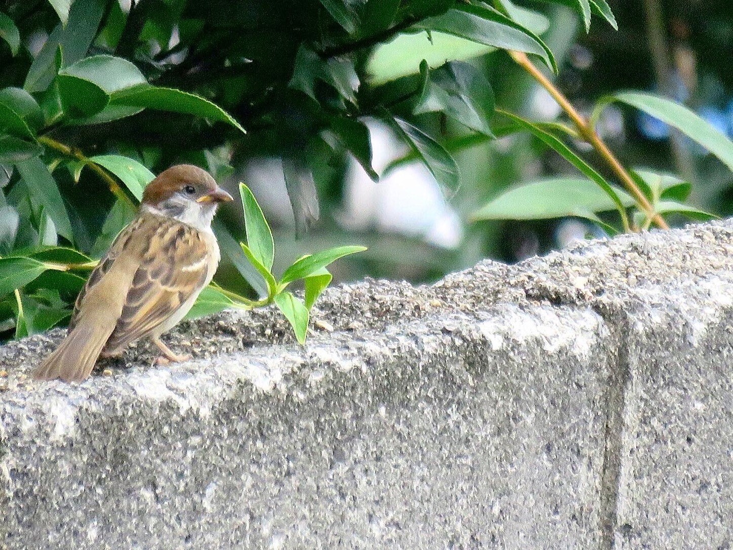 f:id:dollyosaka:20230904103701j:image