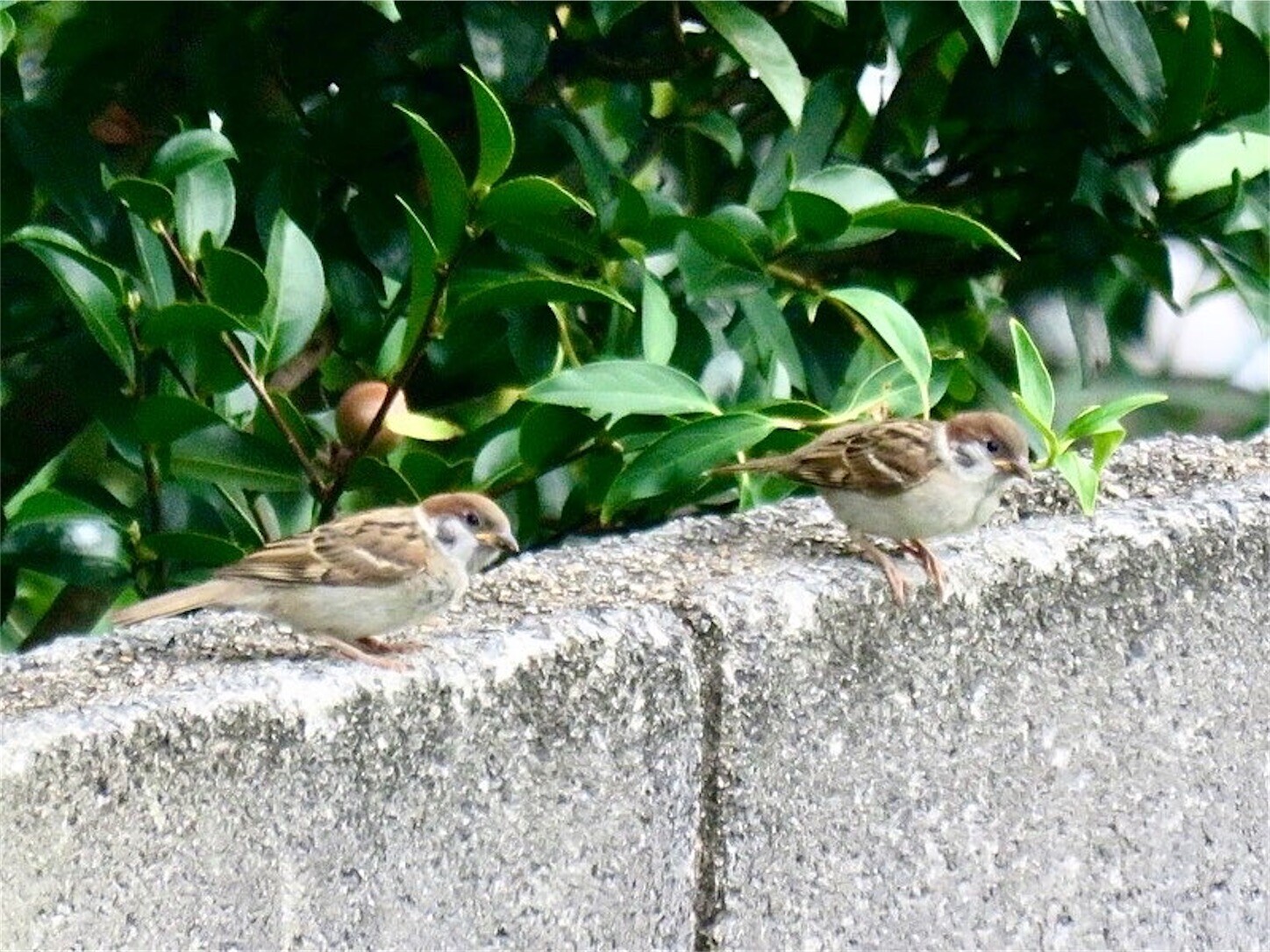 f:id:dollyosaka:20230904103718j:image