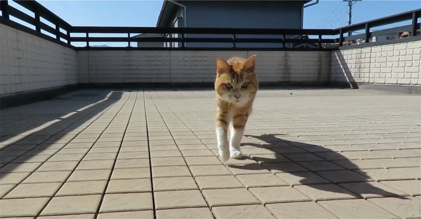 f:id:dollyosaka:20240512002643j:image