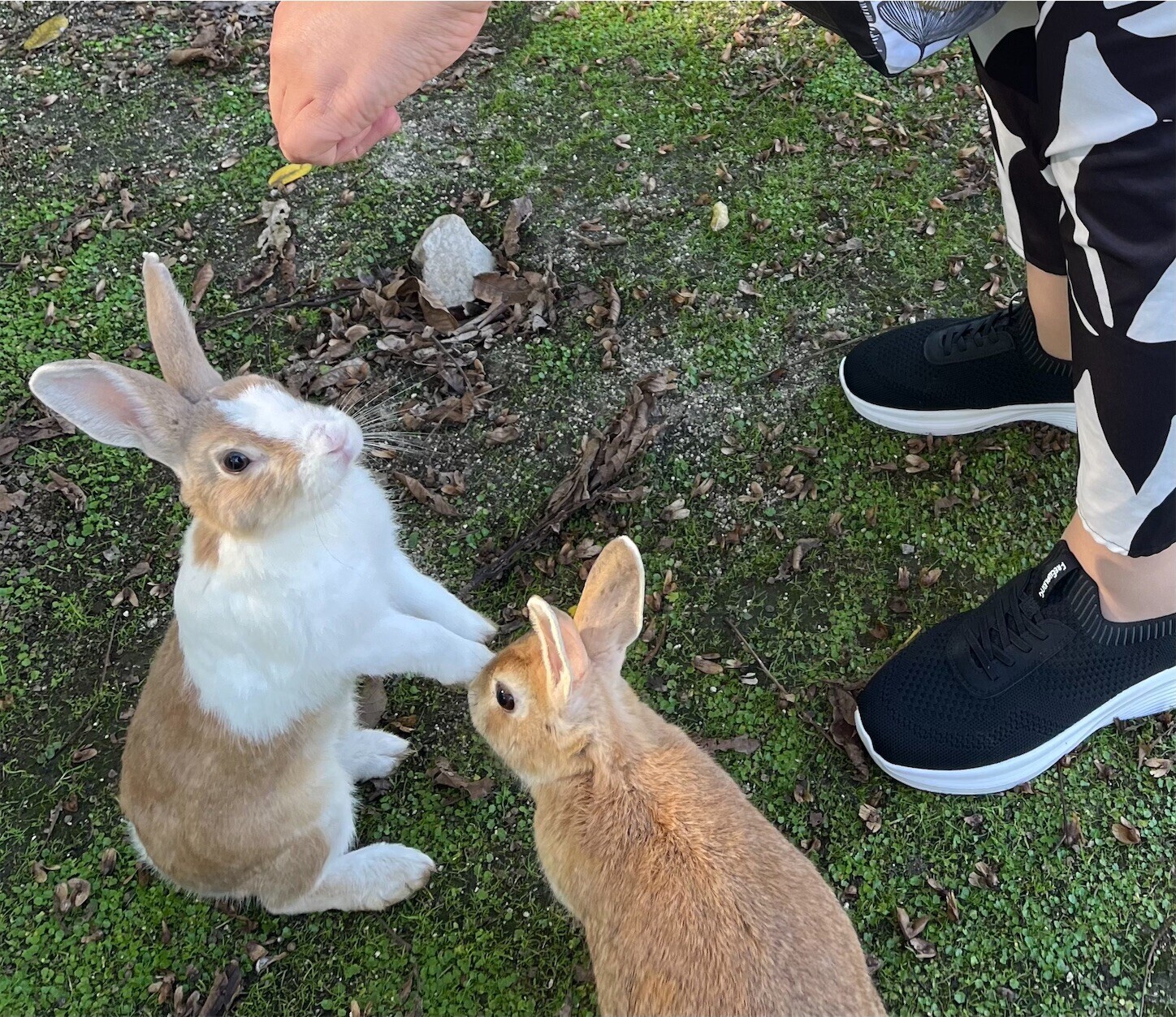 f:id:dollyosaka:20241026090640j:image