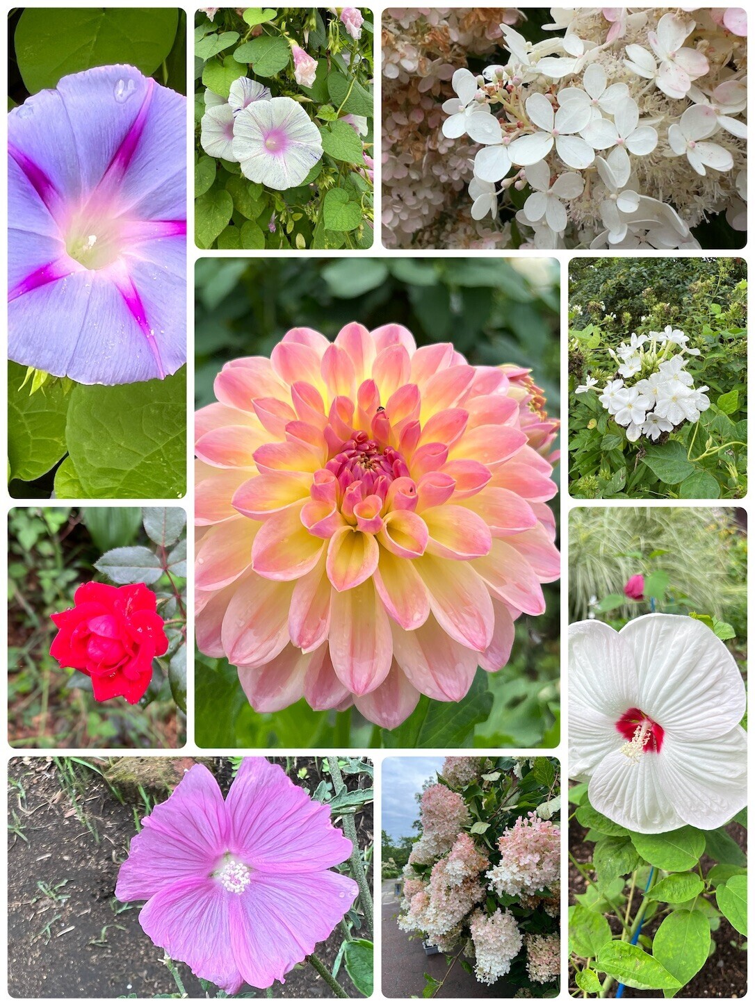 f:id:dollyosaka:20250902192154j:image f:id:dollyosaka:20250902192154j:image