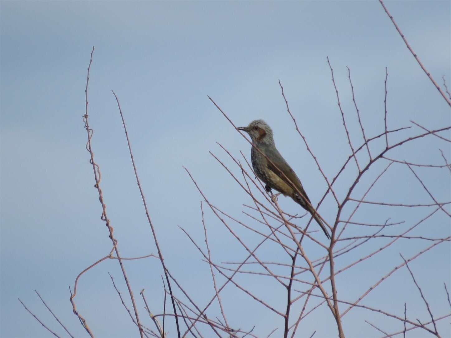 f:id:dollyosaka:20251231145759j:image