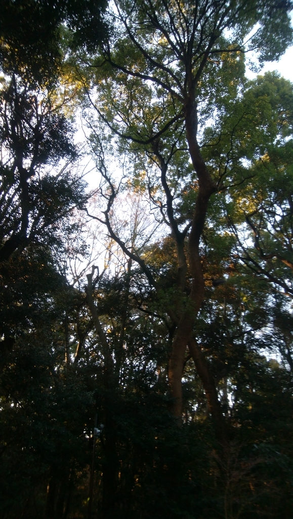 f:id:dolphblog:20190228160855j:plain