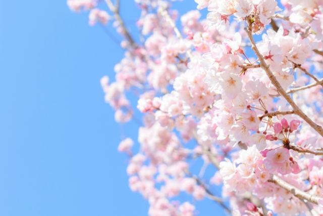 f:id:dolphin01ch:20210324175720j:plain