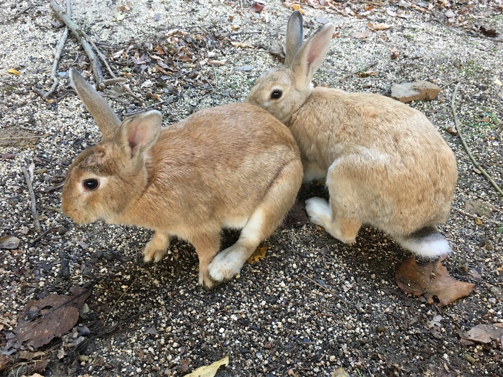 f:id:dolphin400sf:20251106095526j:image