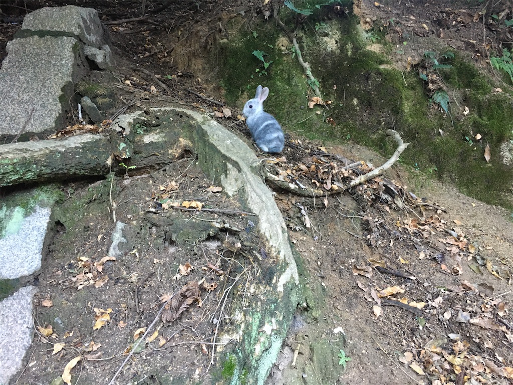 f:id:dolphin400sf:20251106095531j:image