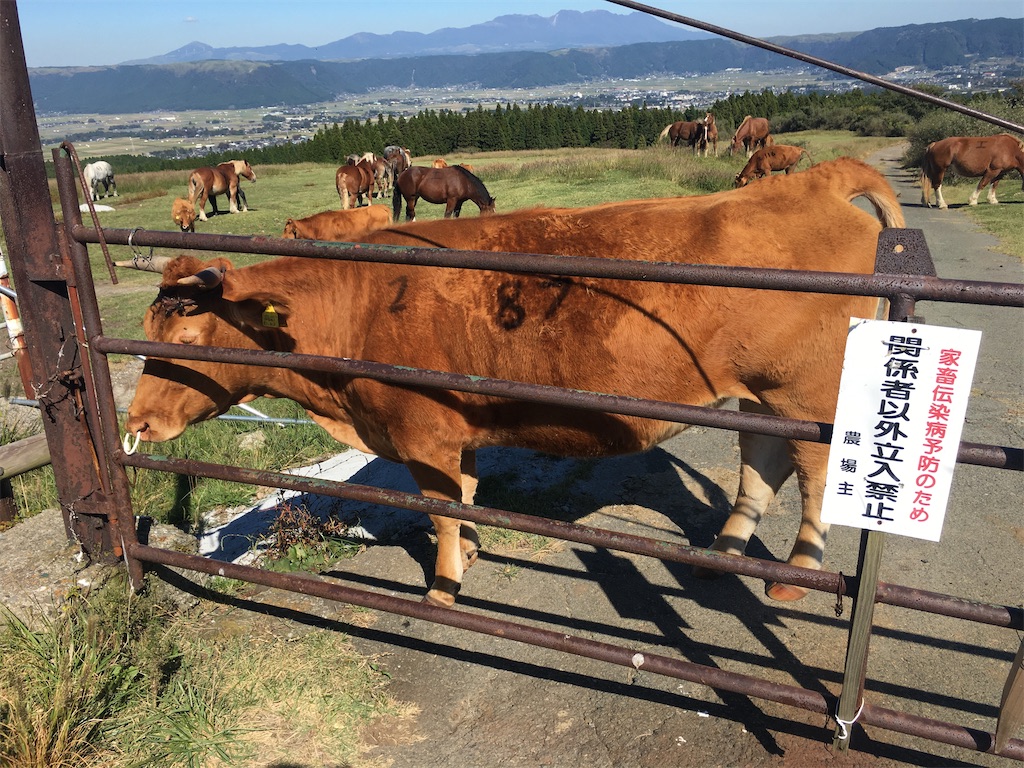 f:id:dolphin400sf:20251107151536j:image