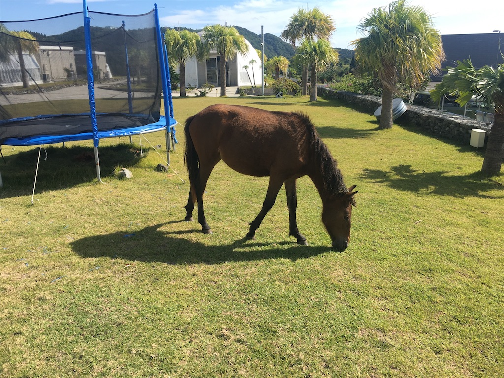 f:id:dolphin400sf:20251108082419j:image