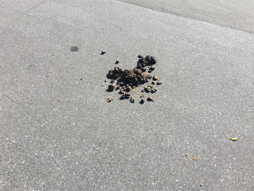 f:id:dolphin400sf:20251108082426j:image