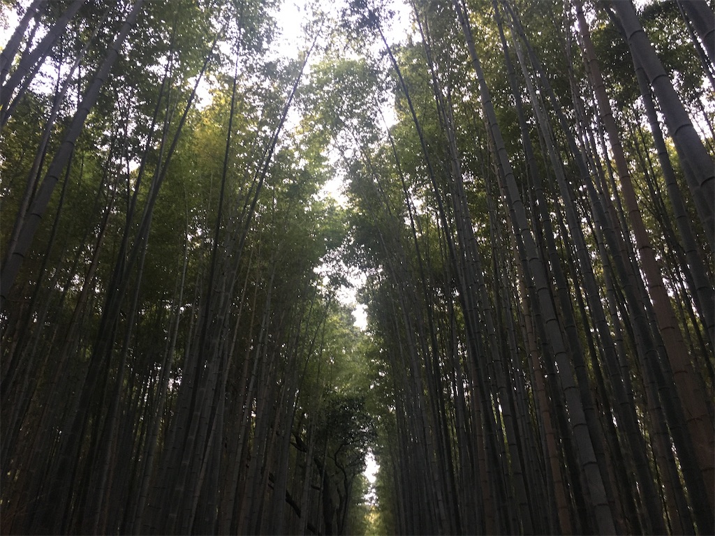 f:id:dolphin400sf:20251117144638j:image