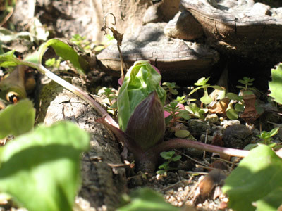 f:id:dolphin98:20120211201937j:image