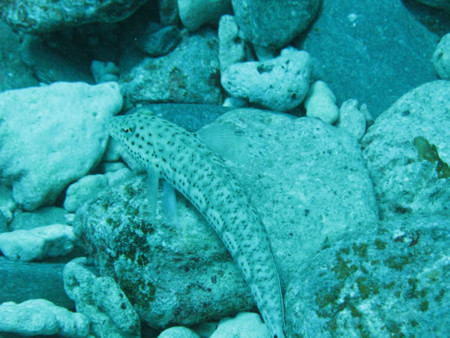 f:id:dolphin98:20120903204012j:image