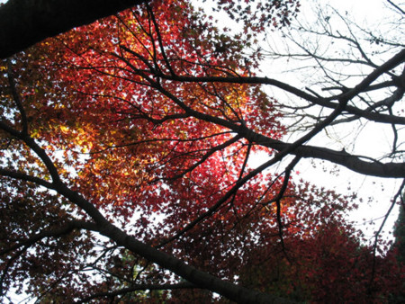 f:id:dolphin98:20121121204056j:image