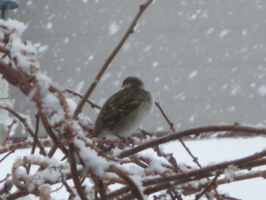 f:id:doluck2007:20161103122524j:image:w360