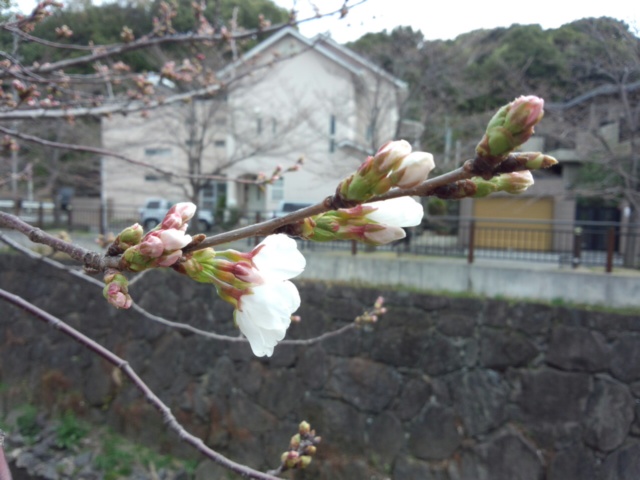 イメージ 1