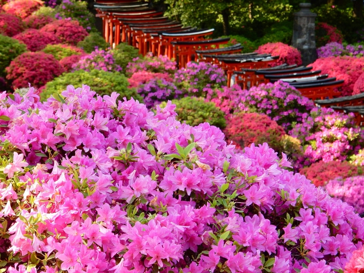 f:id:domperimottekoi:20200130150035j:plain f:id:domperimottekoi:20200130150035j:plain