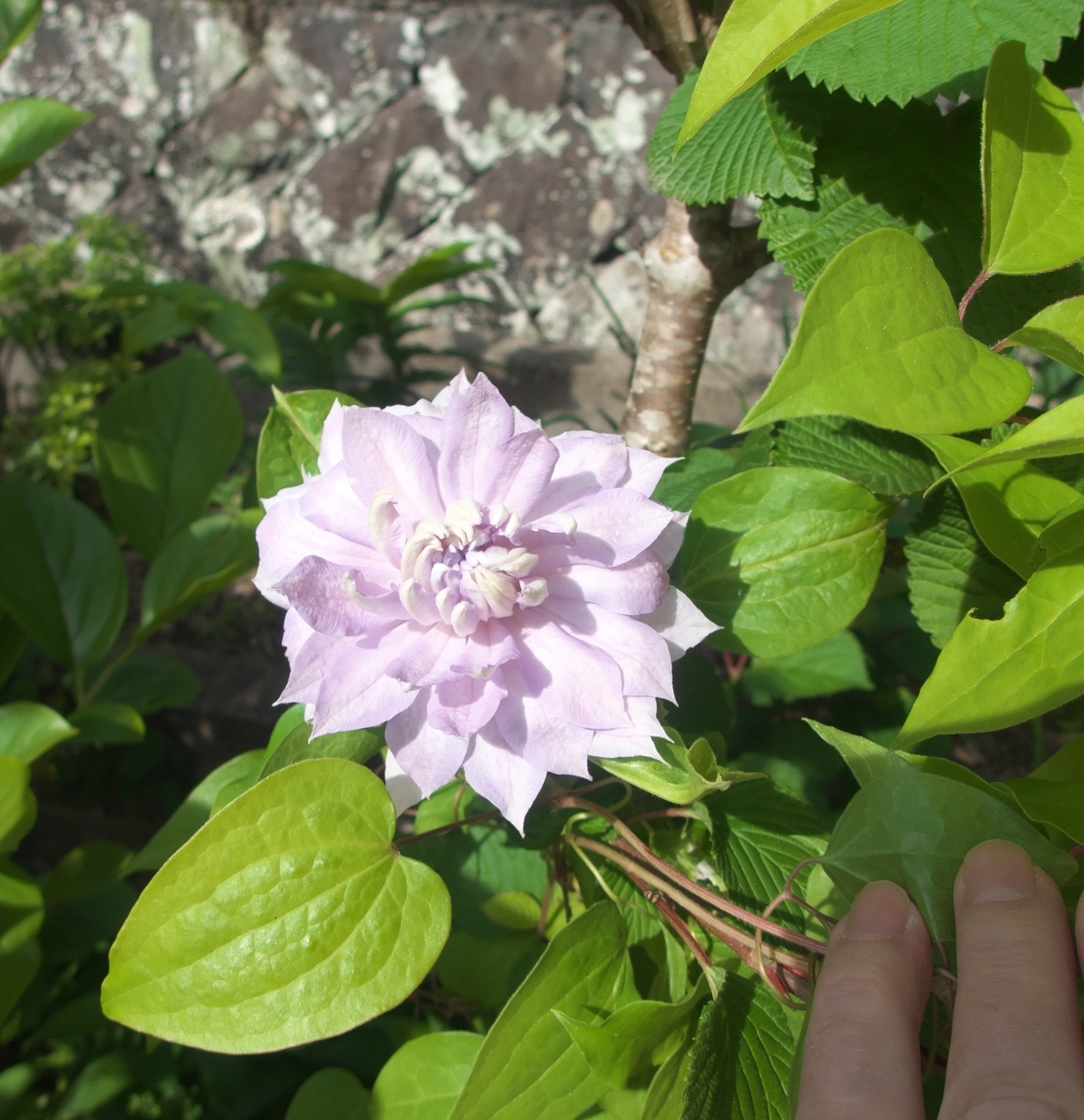 クレマチス開花