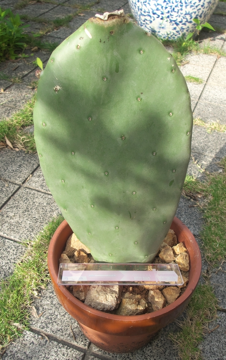 ウチワサボテン1枚