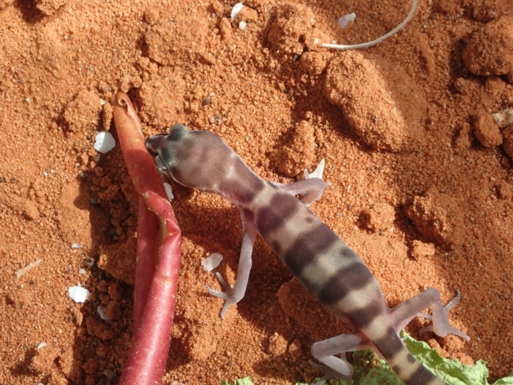 バンドトカゲモドキ