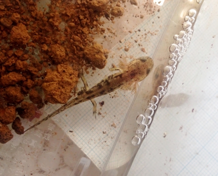 ムジハラサラマンダー幼生