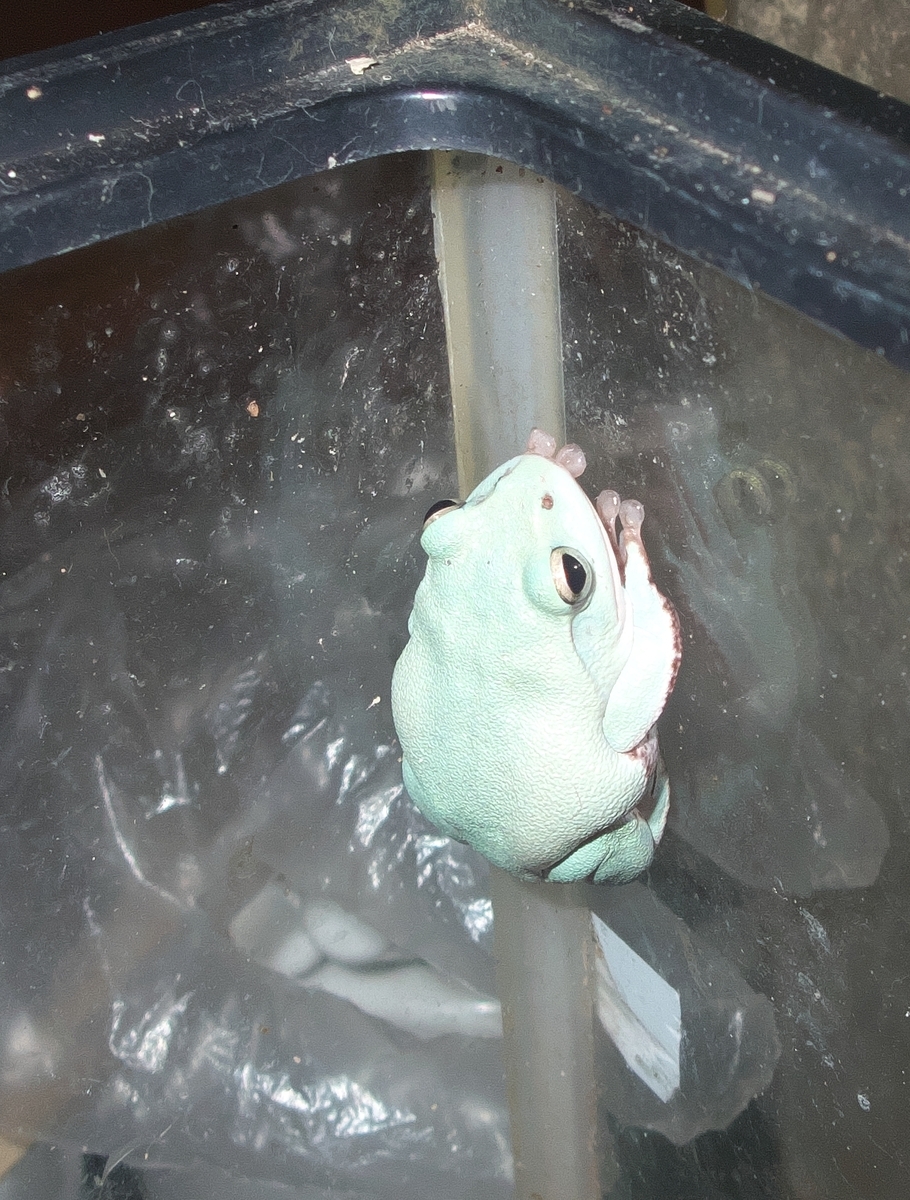 シュレーゲルアオガエル,メス