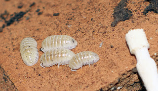 オカダンゴムシパイド品種の幼生