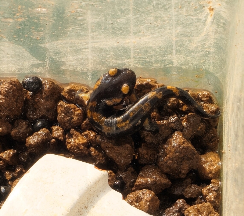 ファイアサラマンダー基亜種