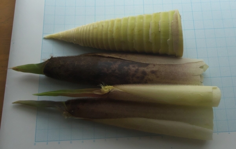 タケノコを剥く