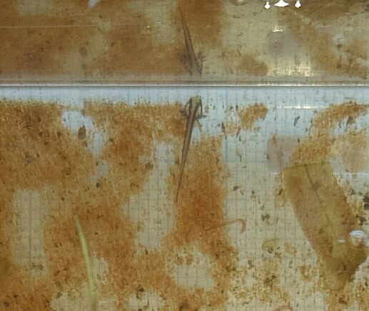 フロリダブチイモリ幼生1