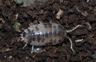 1匹のクマワラジムシパイド個体