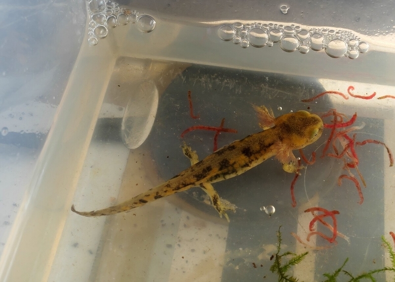 ムジハラサラマンダー2025幼生1