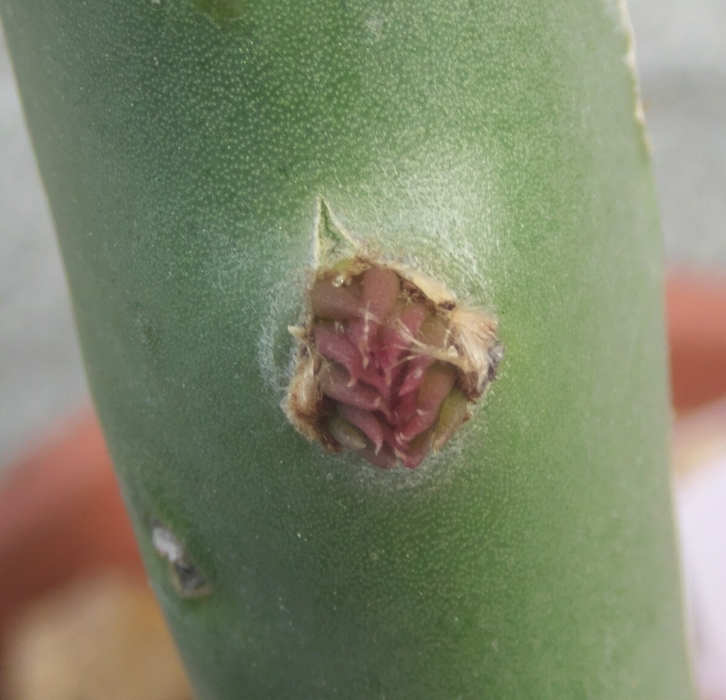 ウチワサボテンshoot