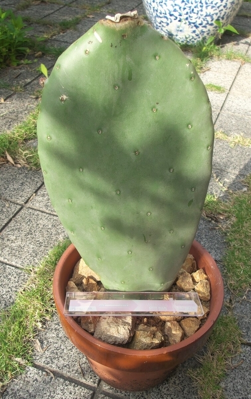 ウチワサボテン1枚