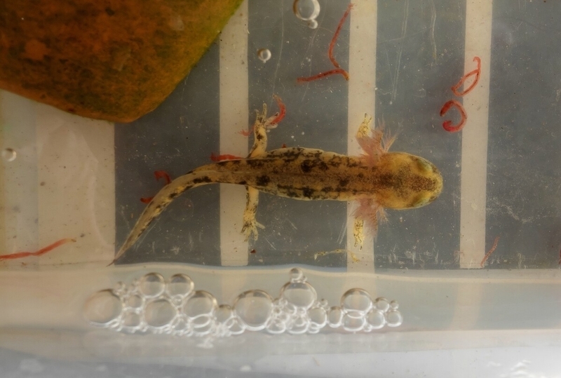 ムジハラファイアサラマンダー幼生2