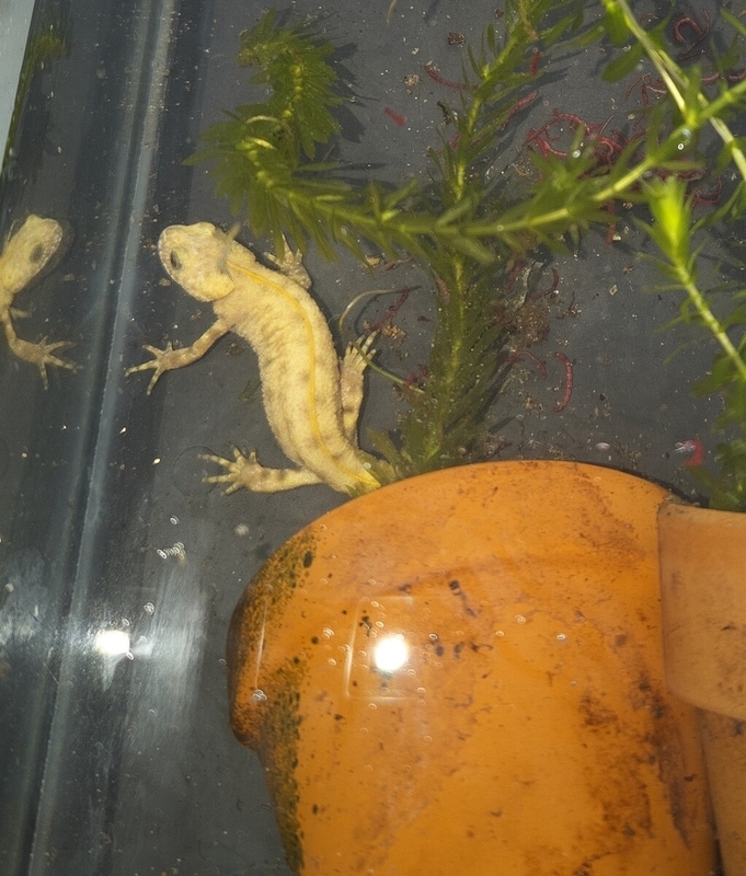 アルプスクシイモリ,メスpossible