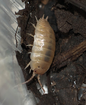 pink Porcellio