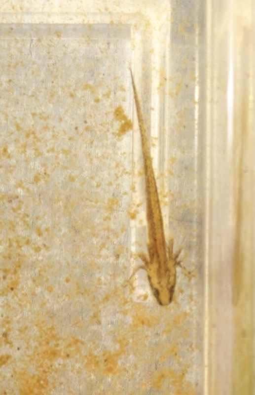 フロリダブチイモリ幼生ii