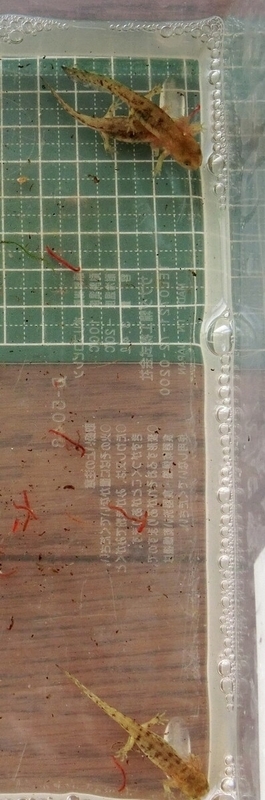 ムジハラサラマンダー