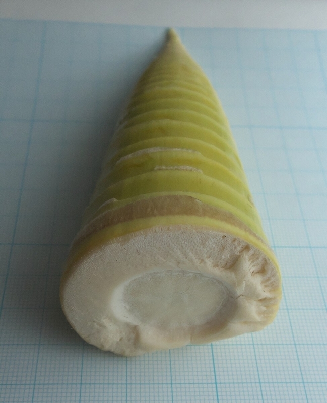 タケノコ、太さを測る