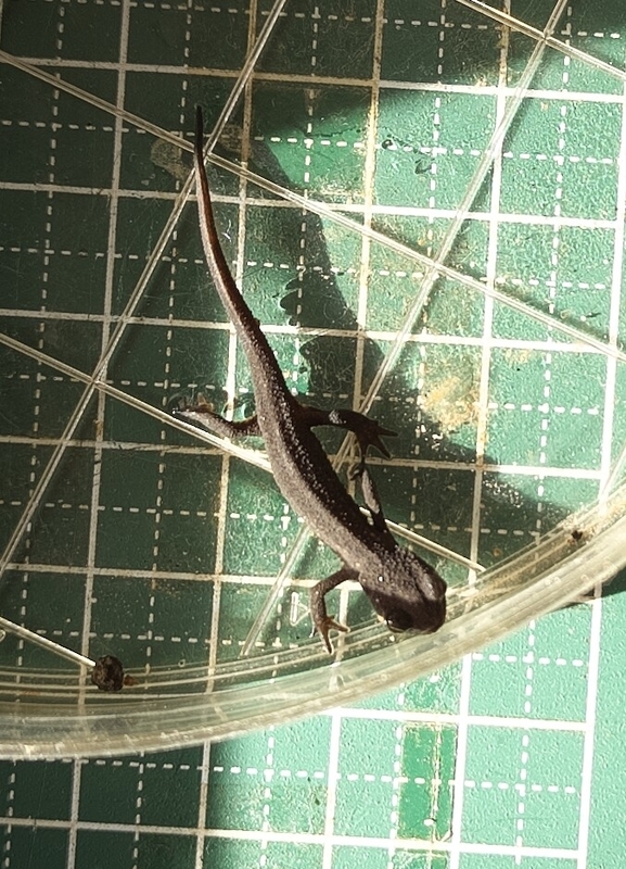 アカハライモリ_CH2024