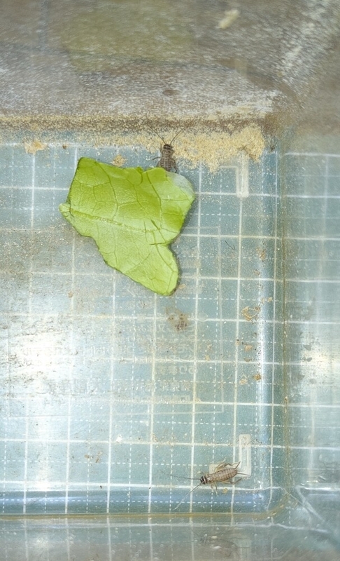 タンボコオロギ